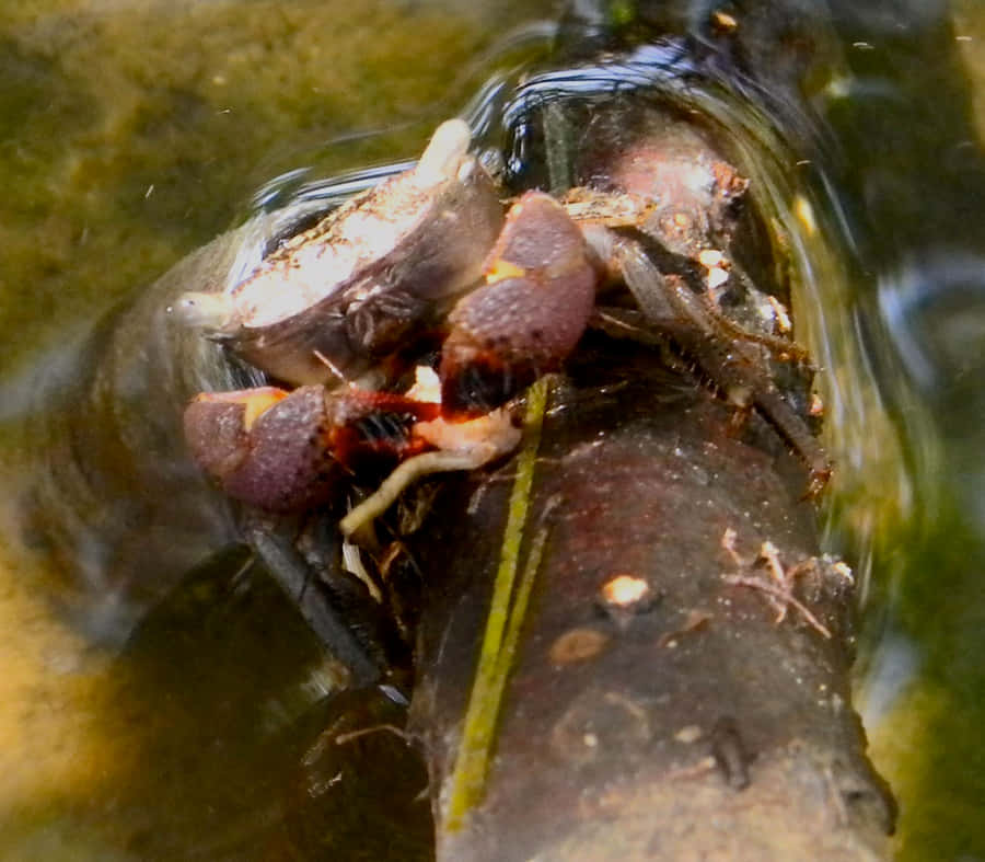 Crabe Mangrove Fond d'écran