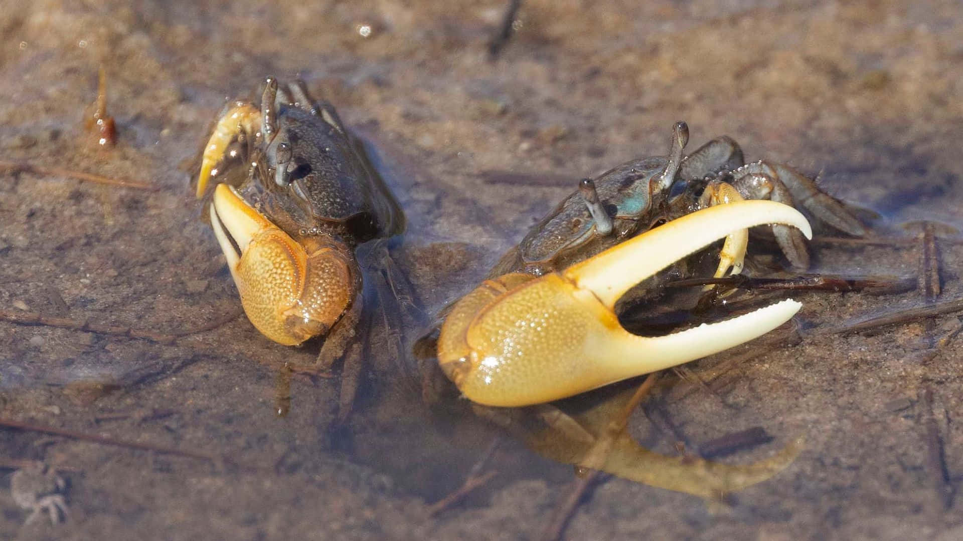 Crabe Violoniste Fond d'écran