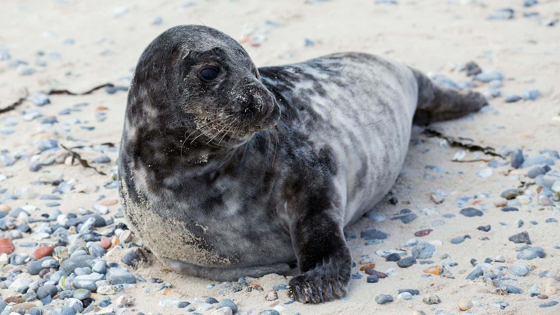 Crabeater-seal Taustakuva