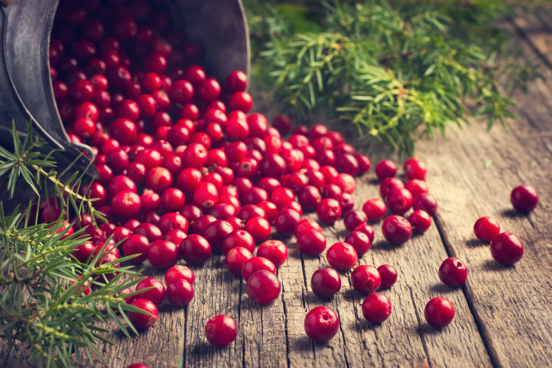 Cranberry Wallpapers