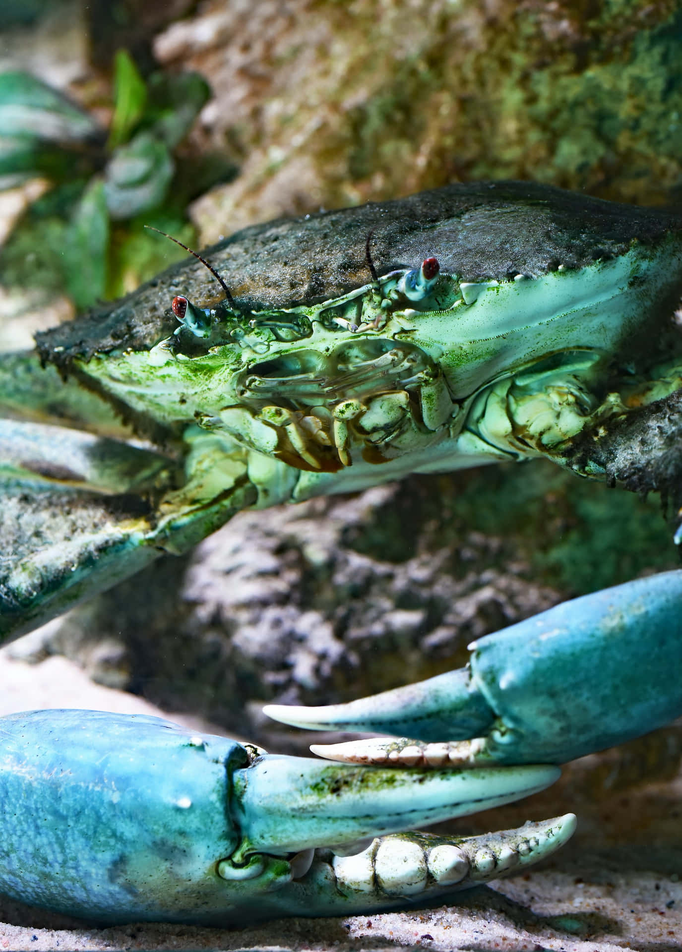 Créatures Maritimes Fond d'écran