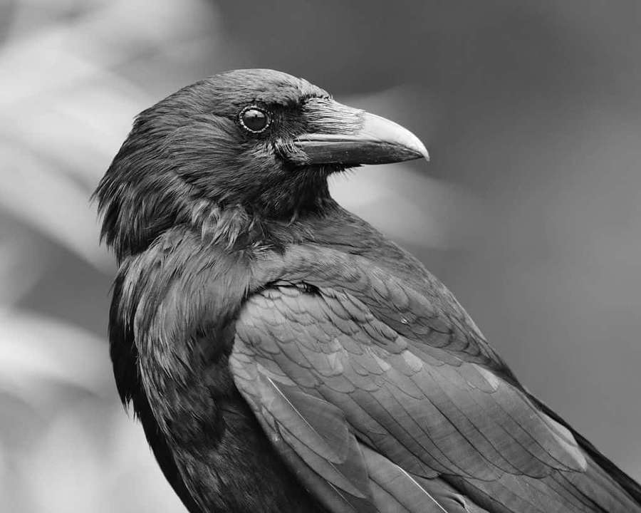 Close-up of a raven's head and shoulders in black and white. — Crow Picture