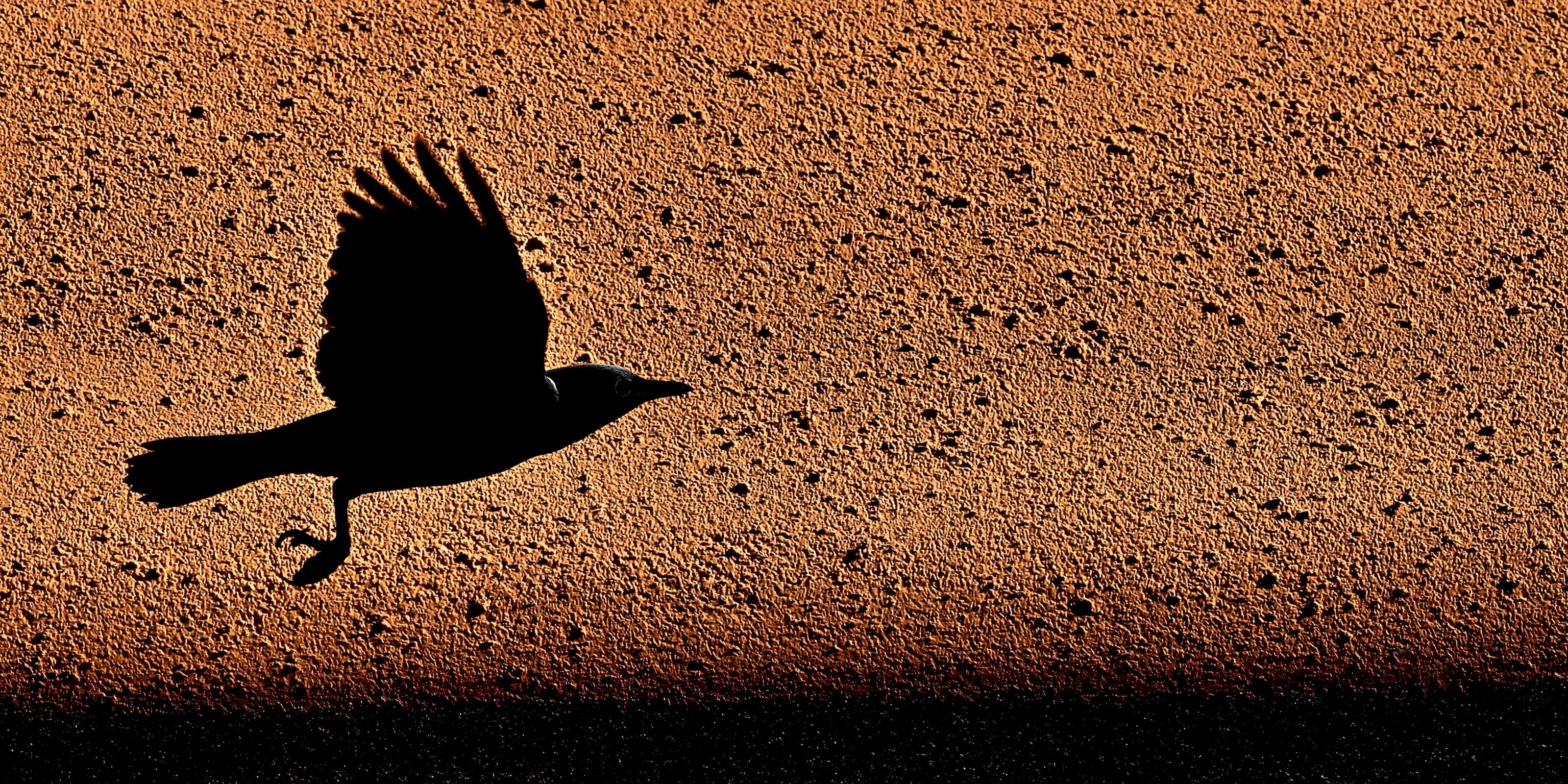 A bird in silhouette flying against an orange textured background. — Crow Wallpaper