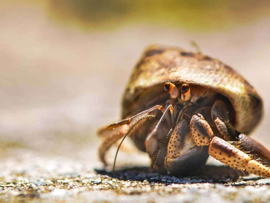 Um caranguejo-eremita com garras manchadas e olhos grandes espiando de sua concha em solo arenoso. — Crustacean Papéis de Parede