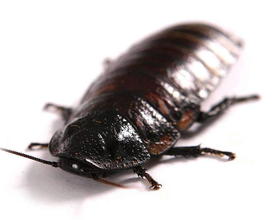 Primer plano de una cucaracha negra brillante sobre fondo blanco — Cucaracha Fondos de pantalla