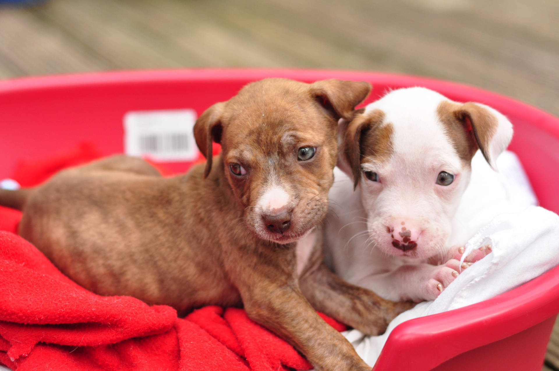 Cuccioli Di Pitbull Sfondo