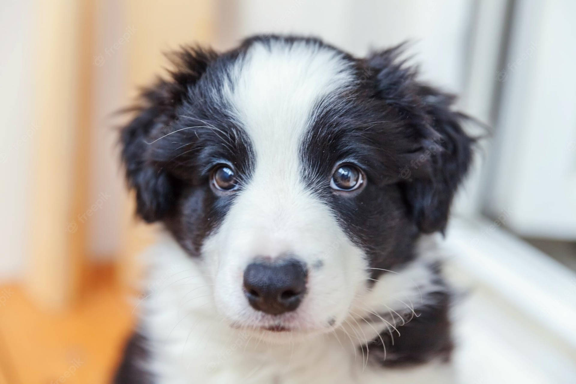 Cucciolo Di Border Collie Sfondo