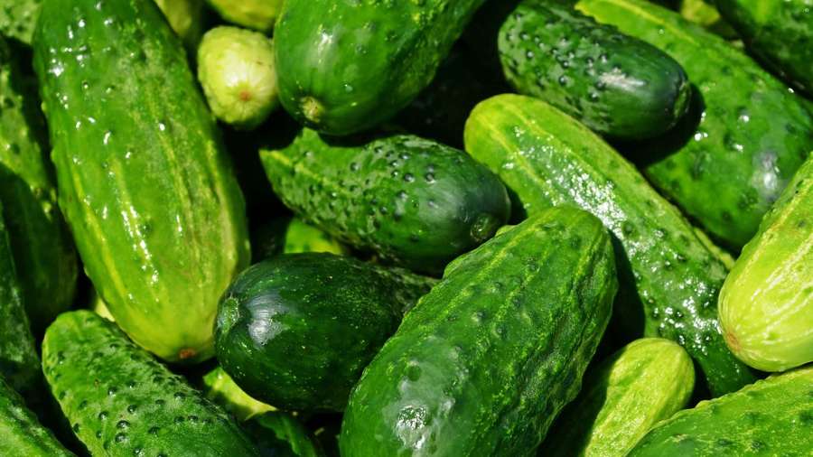 Fresh green cucumbers covered in water droplets. — Cucumber Background