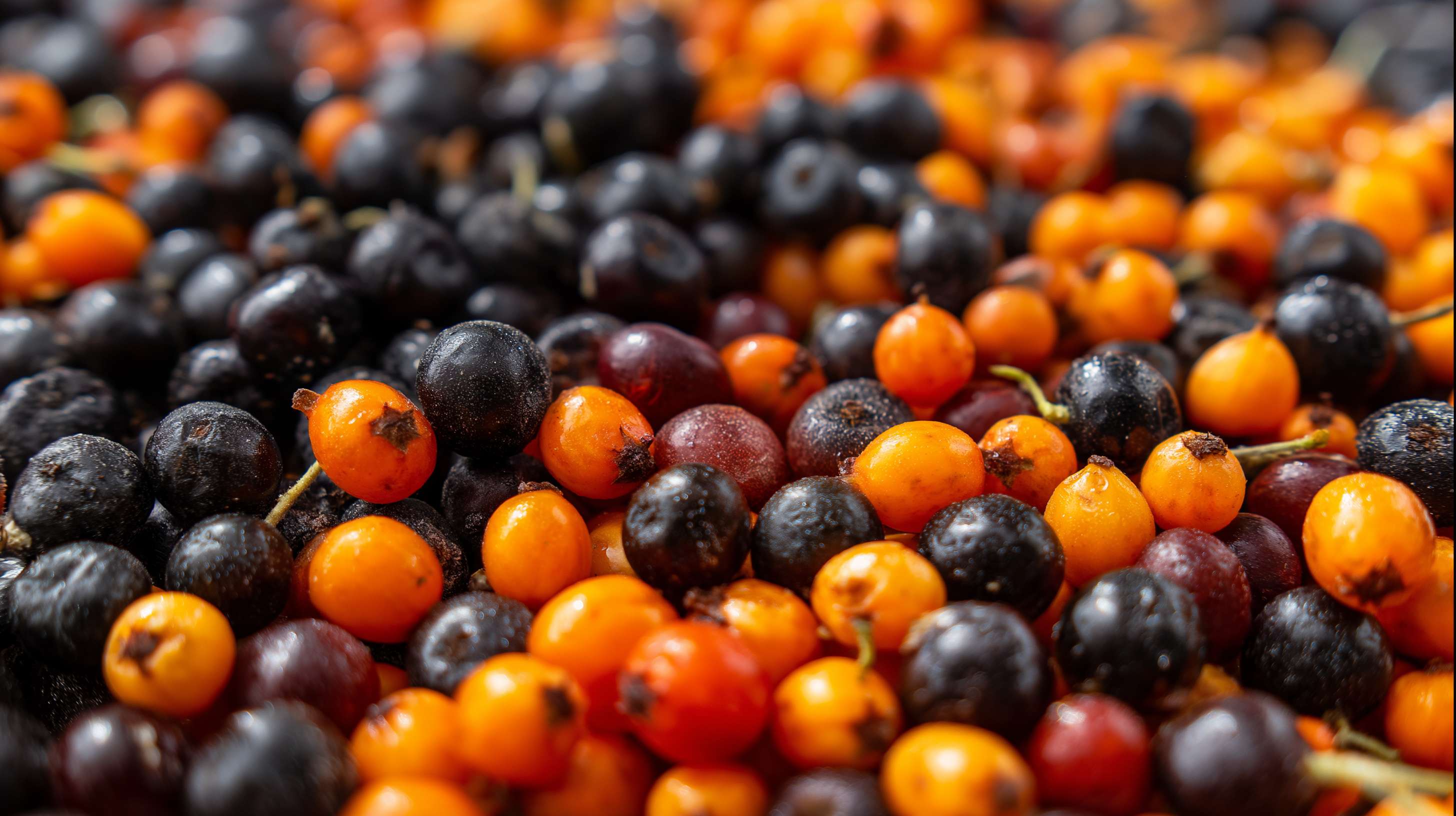 A pile of glossy orange and black berries with dew drops. — Currant Background