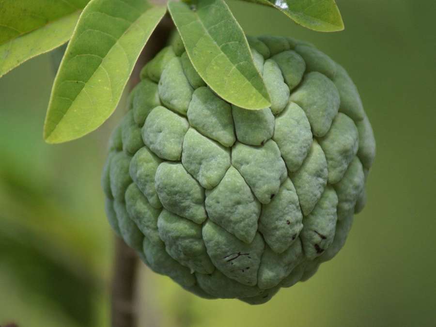 Vihreä sokerimeloni lehtevällä oksalla luonnollisessa ympäristössä — Custard Apple Taustakuvat