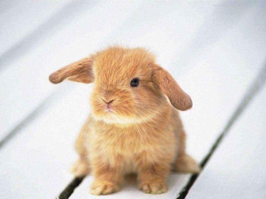 Fluffig brun babytamkanin med hängande öron sittande på vita träplankor. — Cute Animal Bakgrundsbilder