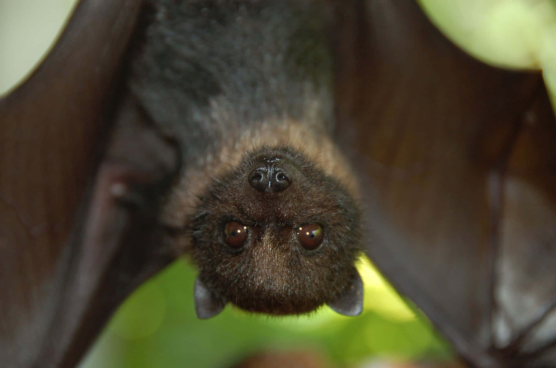 Cute Bat Billeder