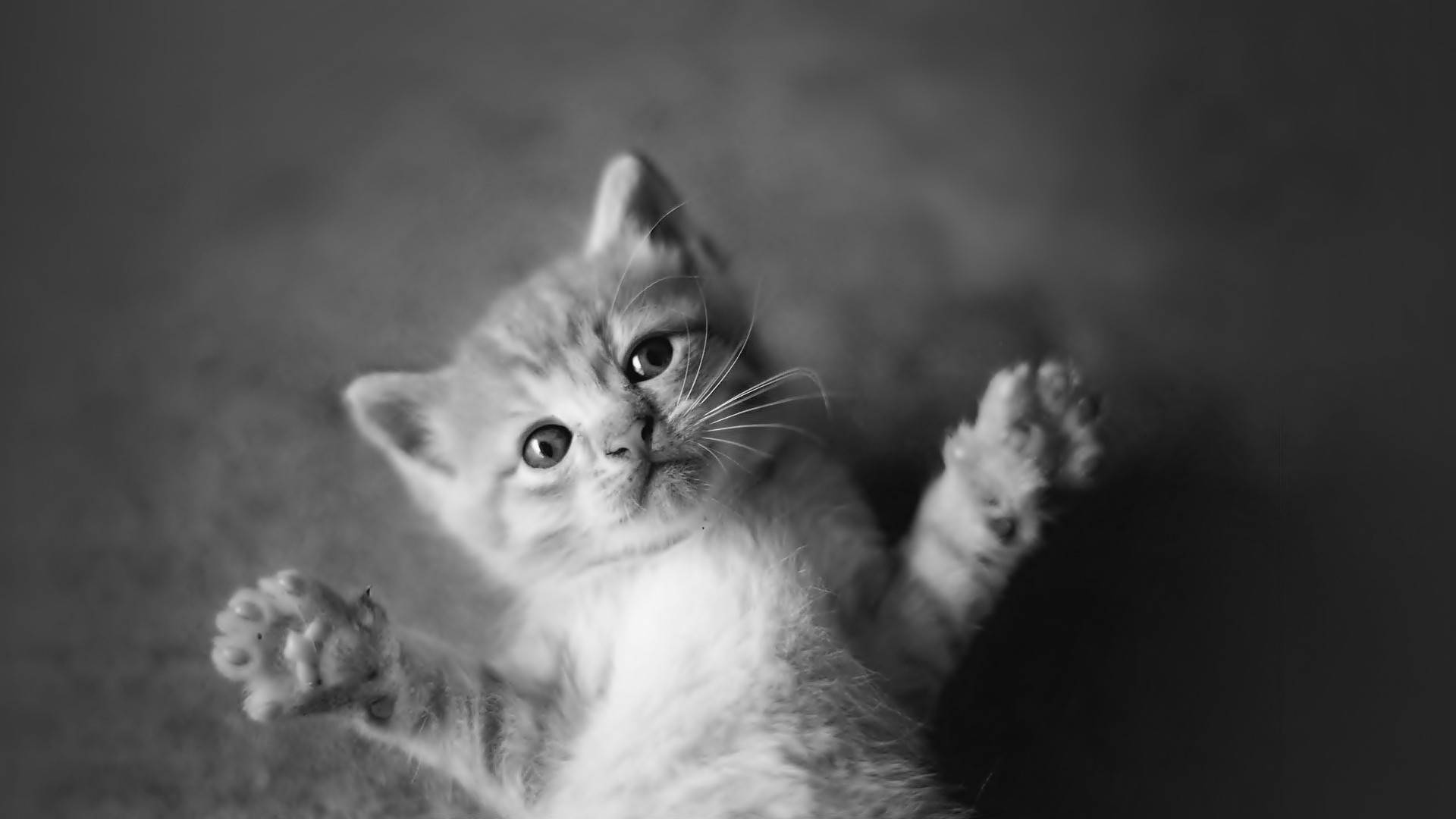 Cute Black And White Background Wallpaper