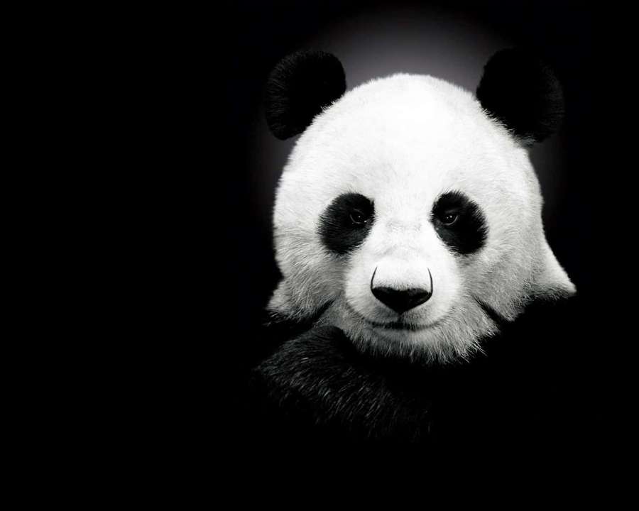 Close-up of a giant panda's face in black and white against a dark background. — Cute Black Background