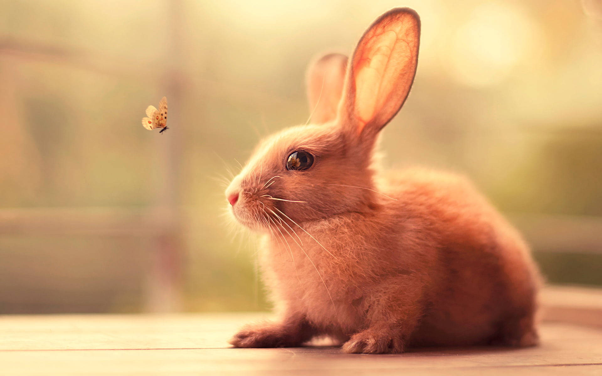 Cute Bunny Background Wallpaper
