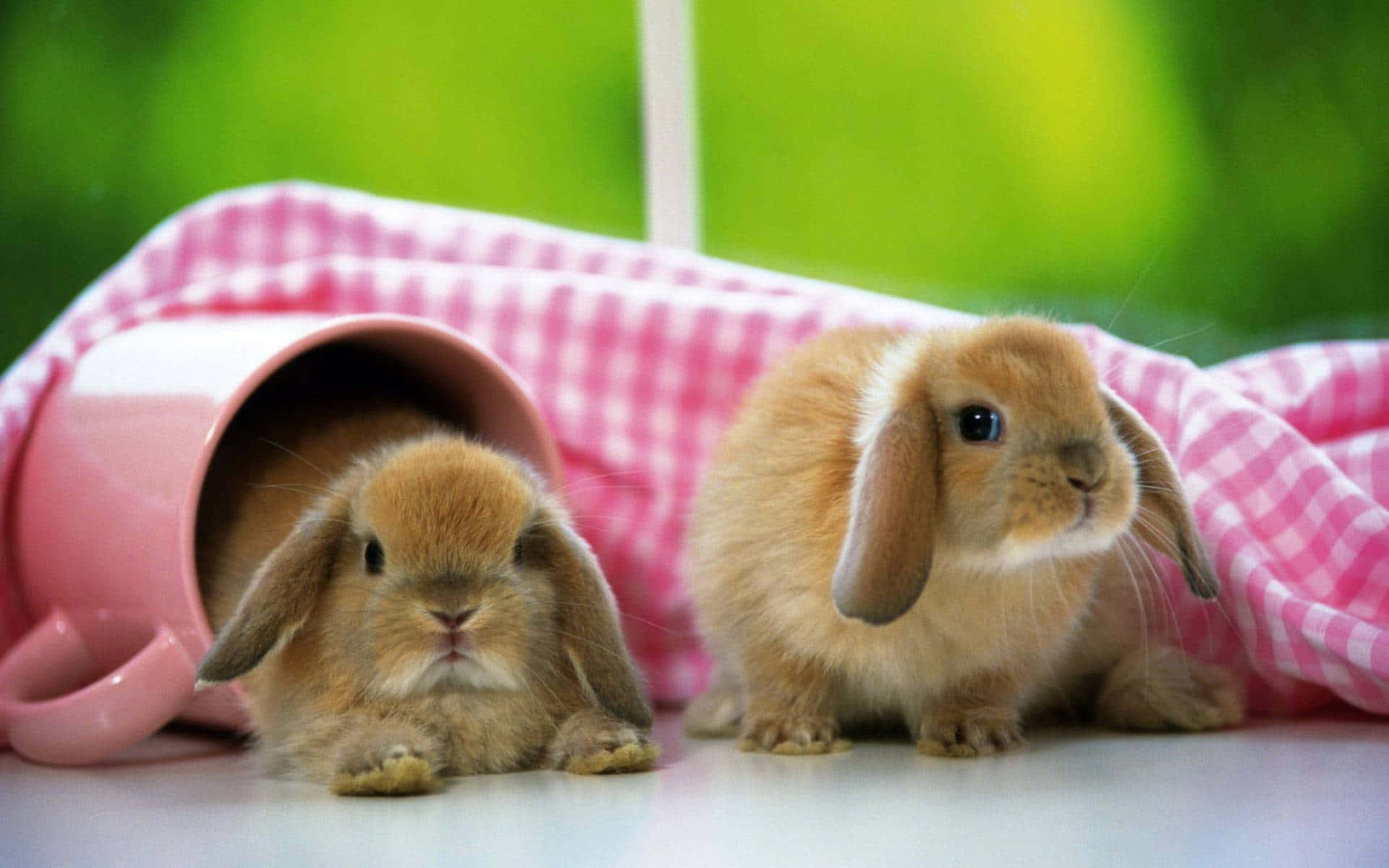 Cute Bunny Kaniner Wallpaper