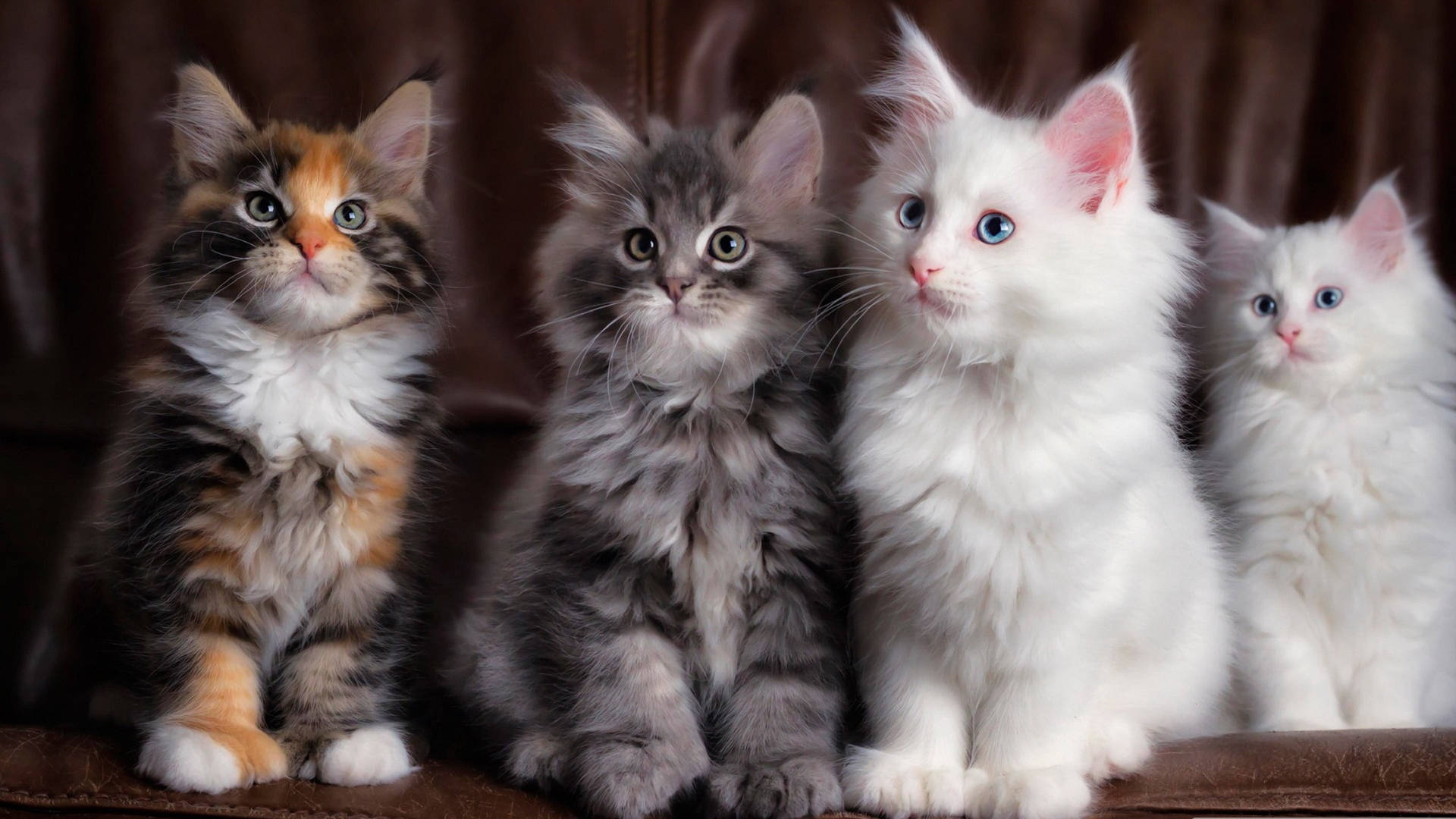 Cute Cats And Kittens Wallpaper
