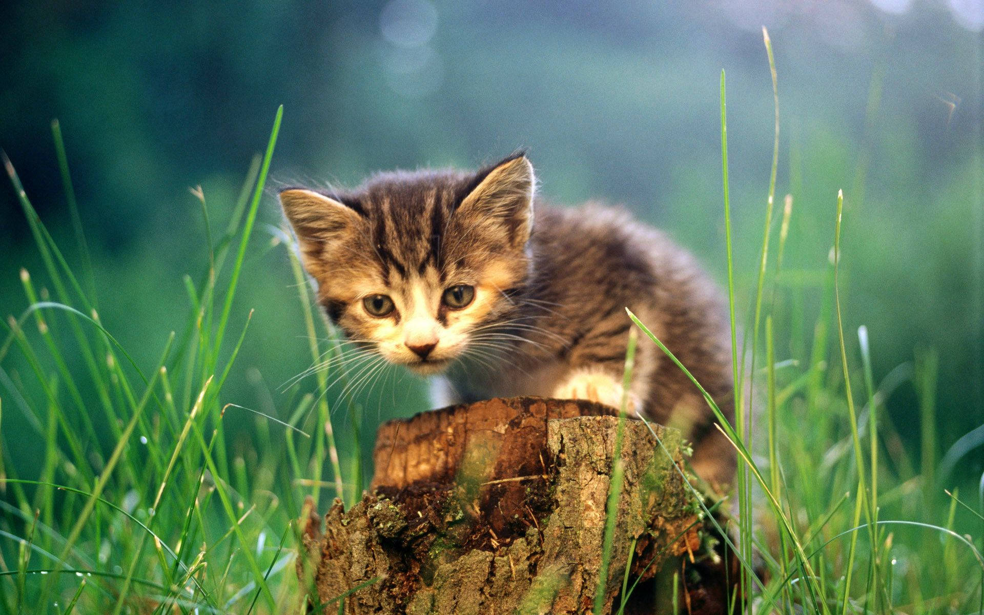 Cute Cats Pictures Wallpaper