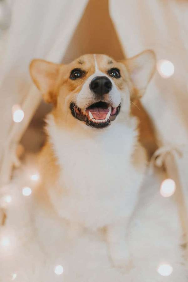 A happy corgi dog sitting inside a white teepee with glowing fairy lights. — Cute Corgi Wallpaper