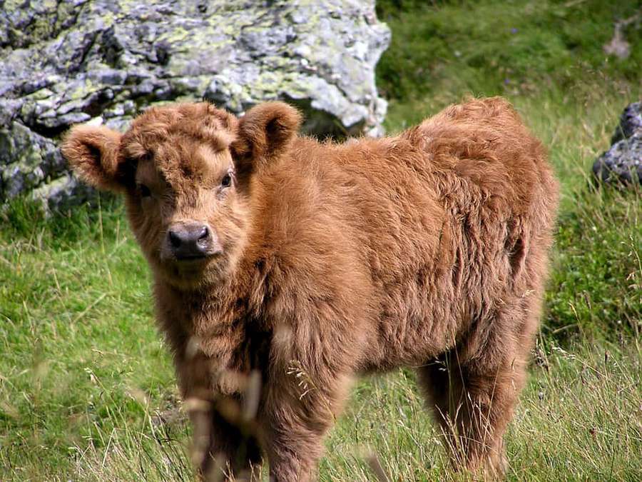A young brown Highland calf standing in a grassy field near rocks. — Cute Cow Picture