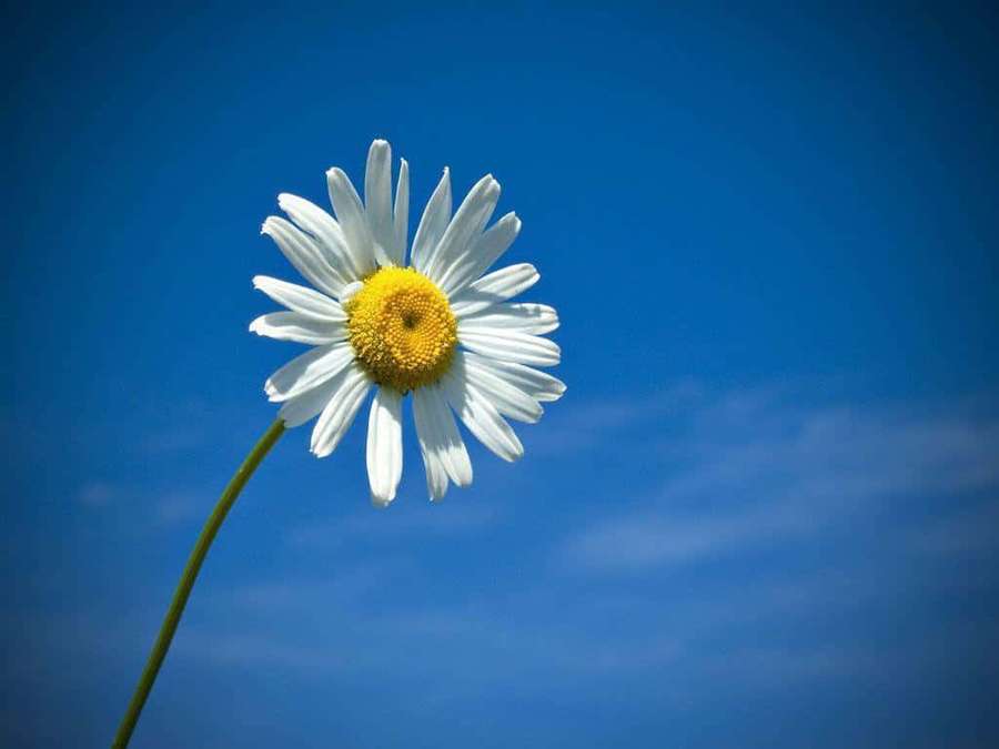 A daisy flower with white petals and yellow center against a blue sky. — Cute Daisy Wallpaper