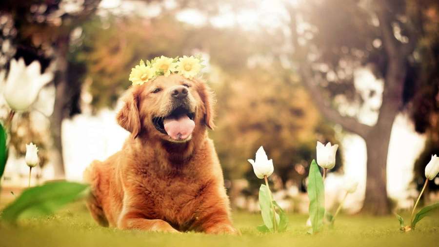 Golden retriever with sunflower crown in garden with white tulips — Cute Dog Background