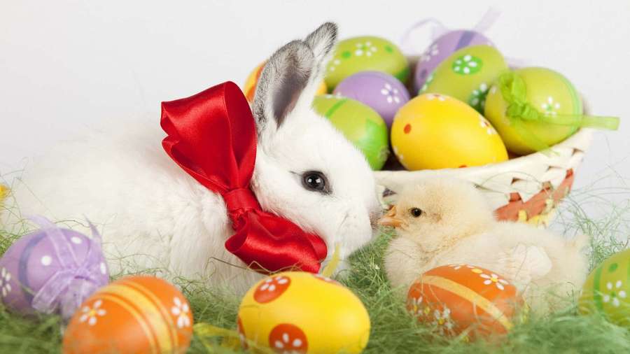 White rabbit with red bow nuzzles chick near Easter eggs on grass. — Cute Easter Background
