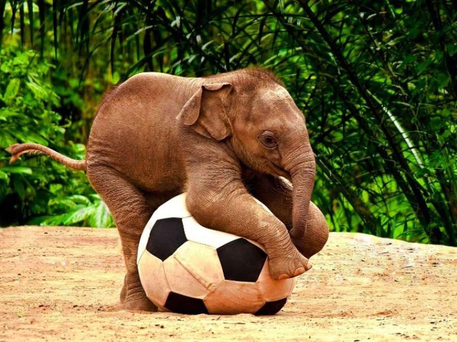 Baby elephant playing with soccer ball in jungle — Cute Elephant Wallpaper