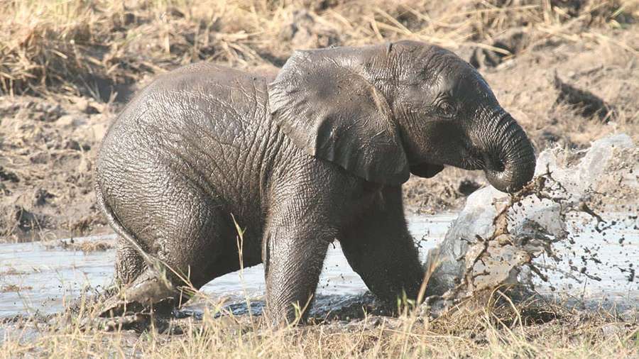 Young elephant playing in muddy water with grass around — Cute Elephant Background
