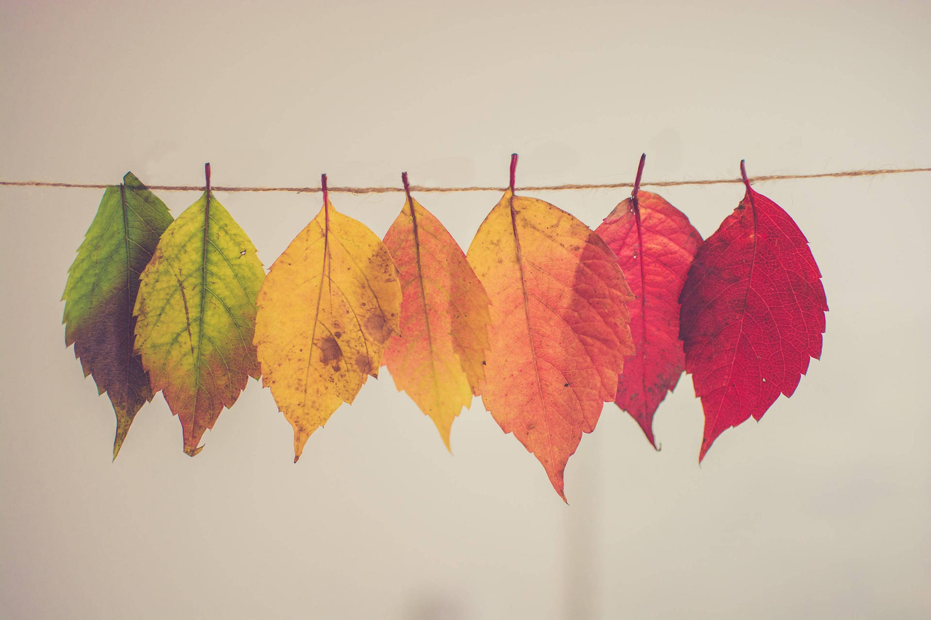 Cute Fall Aesthetic Background Wallpaper