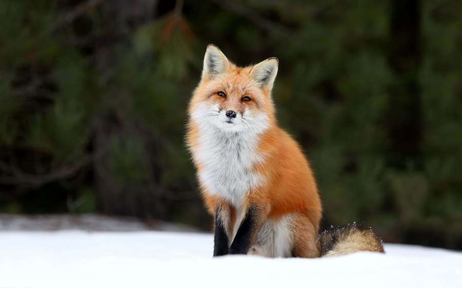 Red fox sitting in snowy forest during winter day — Cute Fox Background