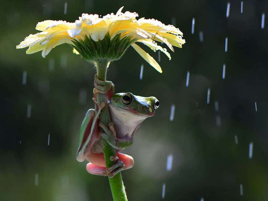 A small green frog holding onto a yellow daisy stem during a rain shower. — Cute Frog Picture