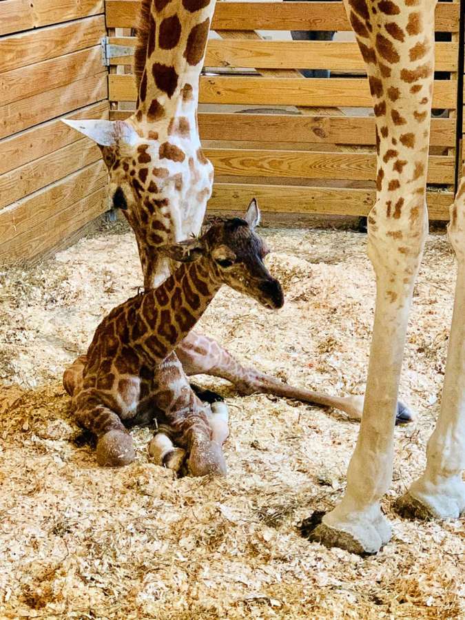 A baby giraffe sitting on straw next to its mother in a wooden pen. — Cute Giraffe Background