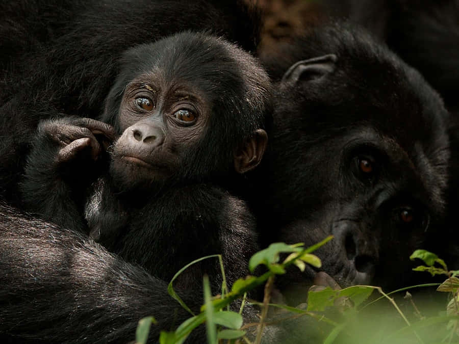 Cute Gorilla Bakgrunnsbildet