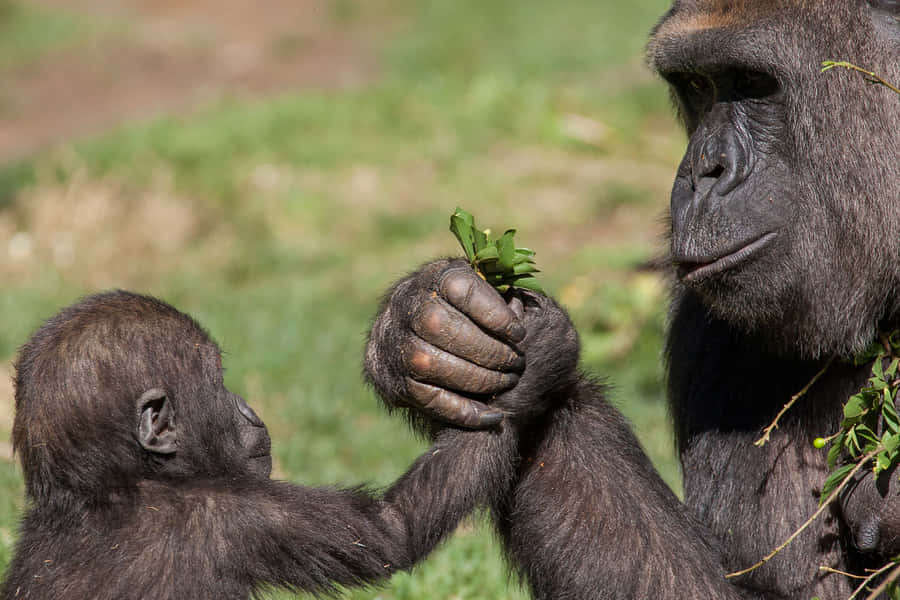 Cute Gorilla Wallpaper