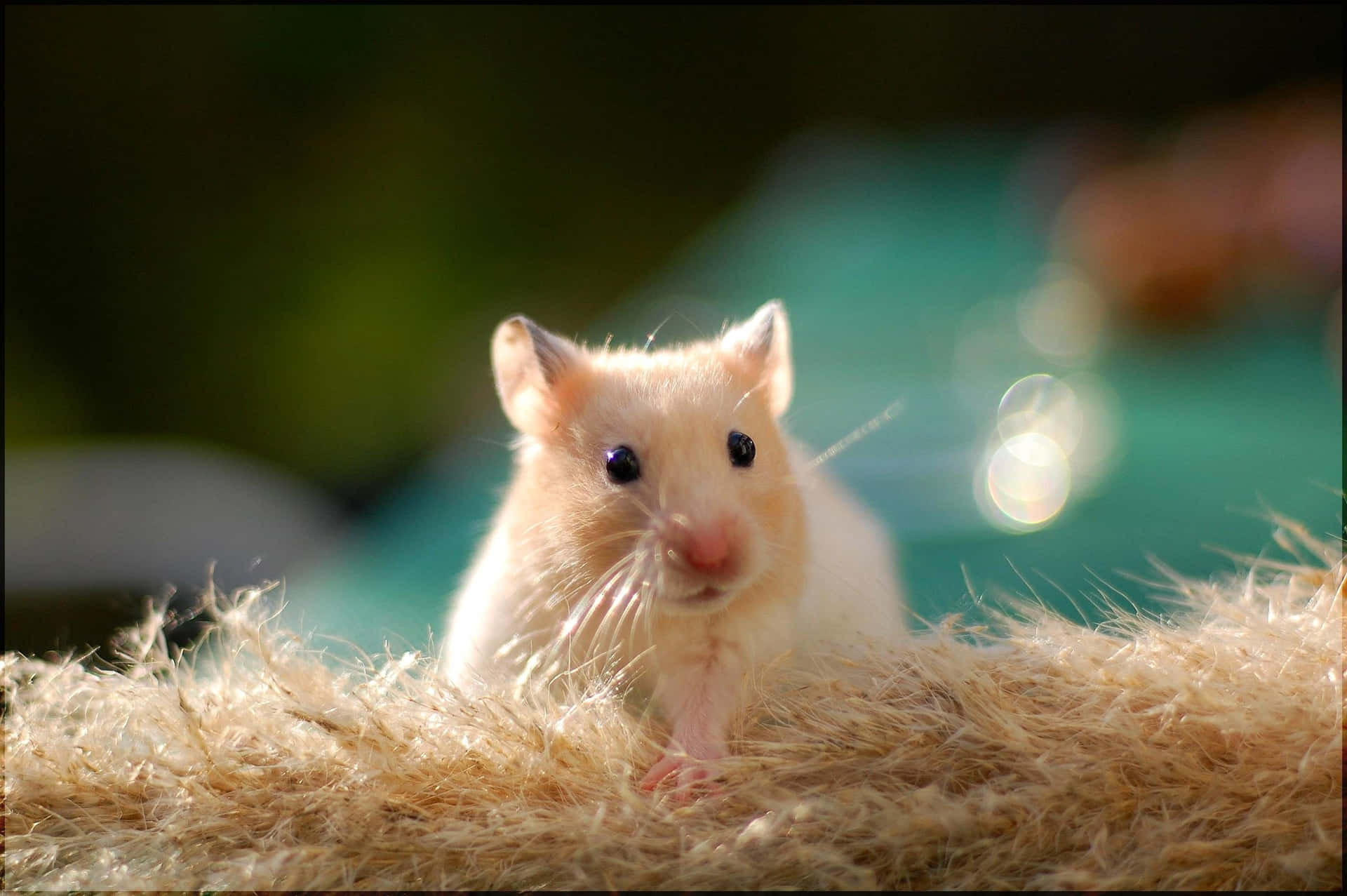 Cute Hamster Billeder