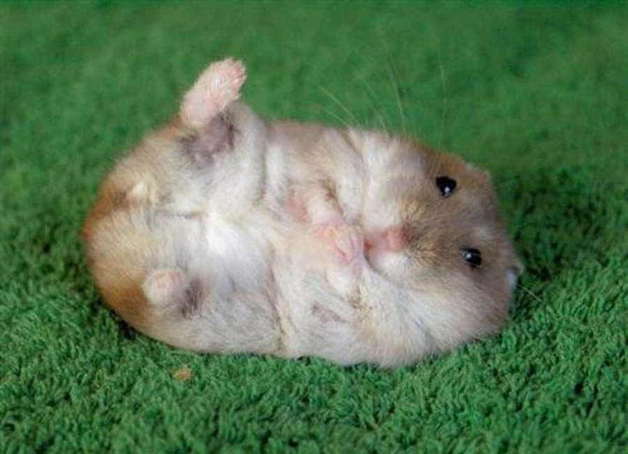 A cute hamster lying on its back on green grass with paws up. — Cute Hamster Picture