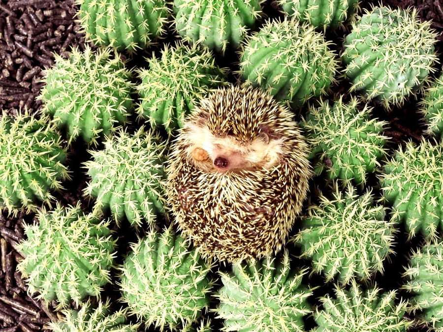 A small hedgehog curled up asleep among green cacti. — Cute Hedgehog Wallpaper