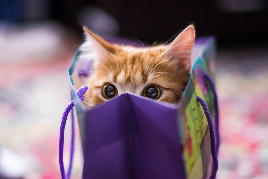 Ginger kitten peeking out of a purple gift bag with wide eyes. — Cute kitty Background