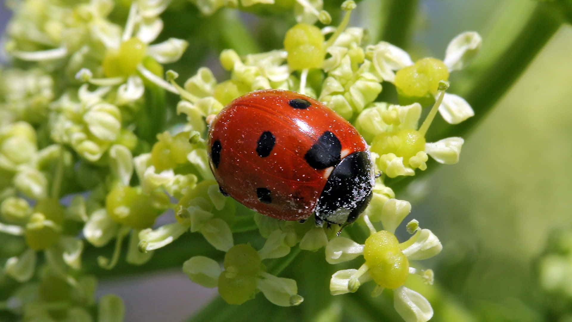 Cute Ladybug Pictures Wallpaper