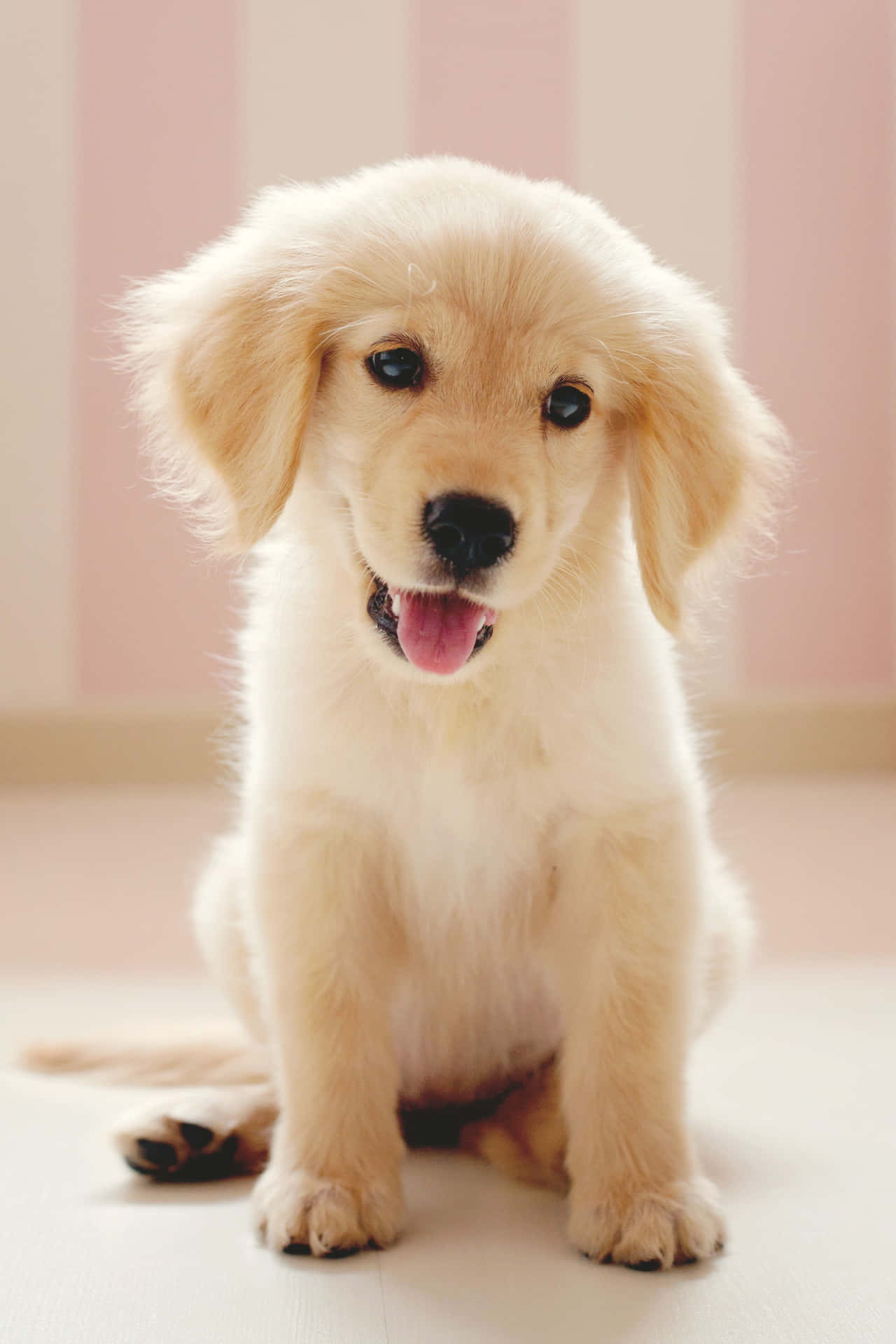 0+] Cute Little Puppies Pictures | Wallpapers.com