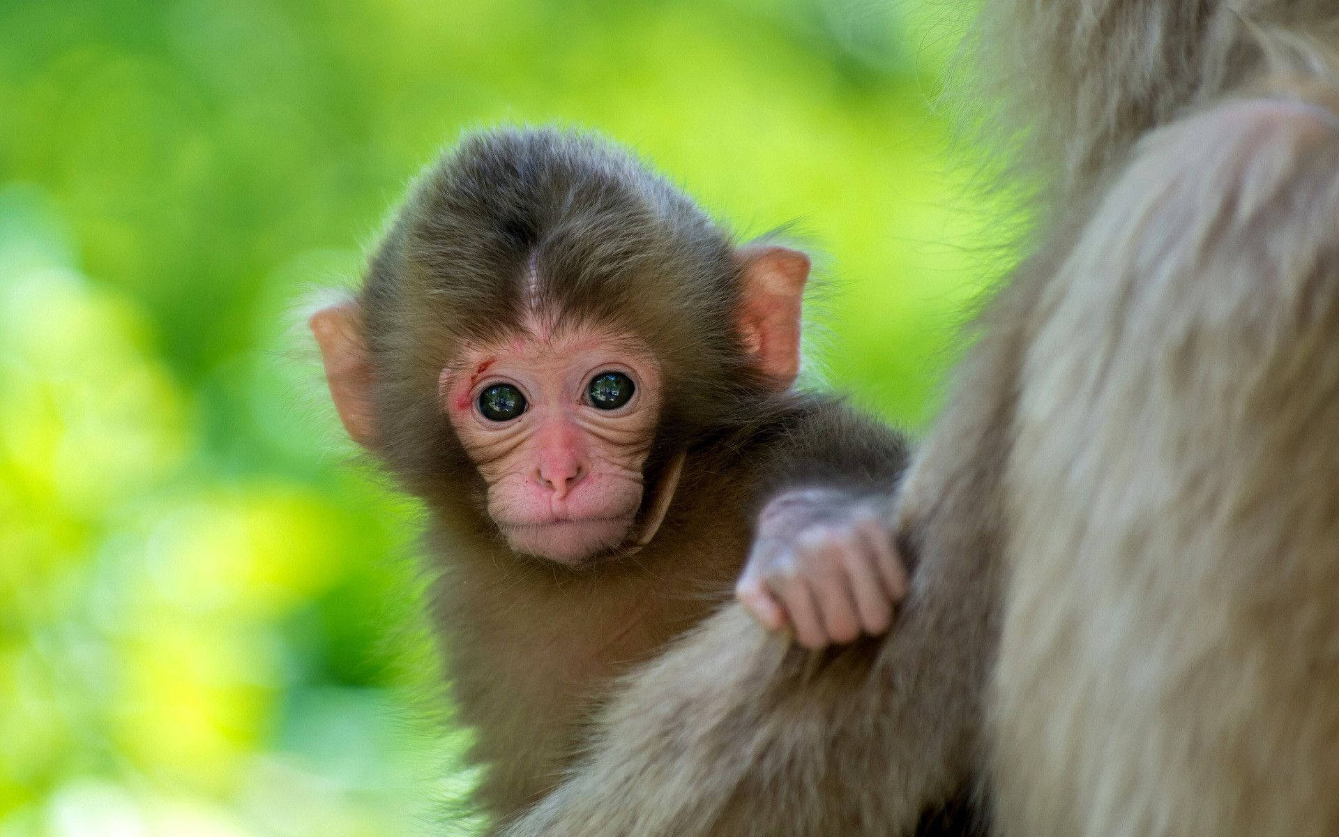 Cute Monkey Wallpaper