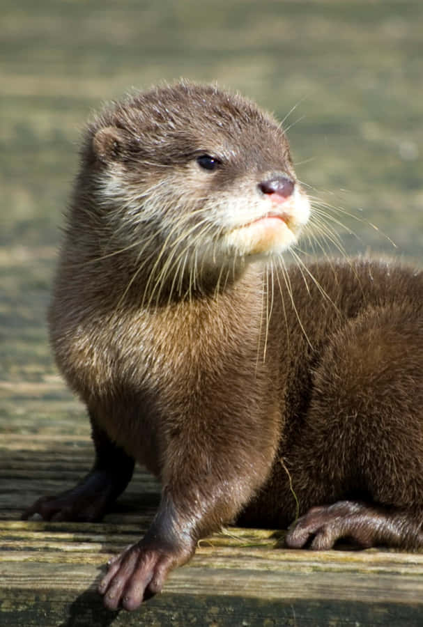Cute Otter Billeder