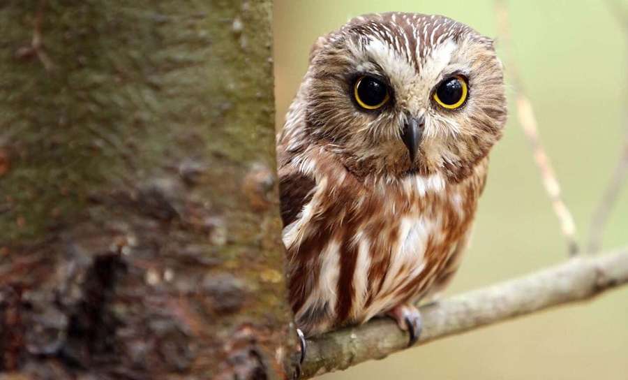 A small owl with yellow eyes perched on a tree branch in a forest. — Cute Owl Background