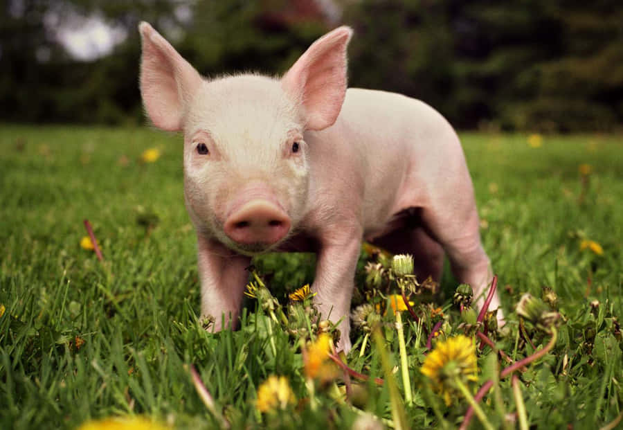 Cute Pig Pictures Wallpaper
