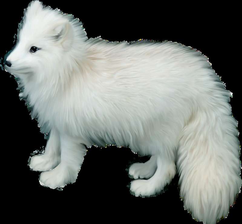 A fluffy white arctic fox standing against a black background. — Cute PNG