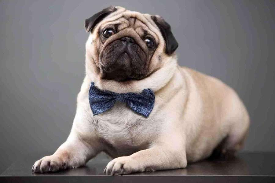 A pug wearing a blue bowtie lying on a dark surface. — Cute Pug Wallpaper