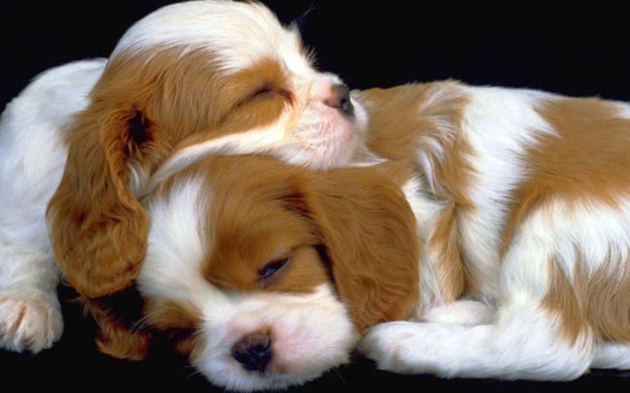 Two sleeping Cavalier King Charles Spaniel puppies curled together on black background — Cute Puppies Wallpaper