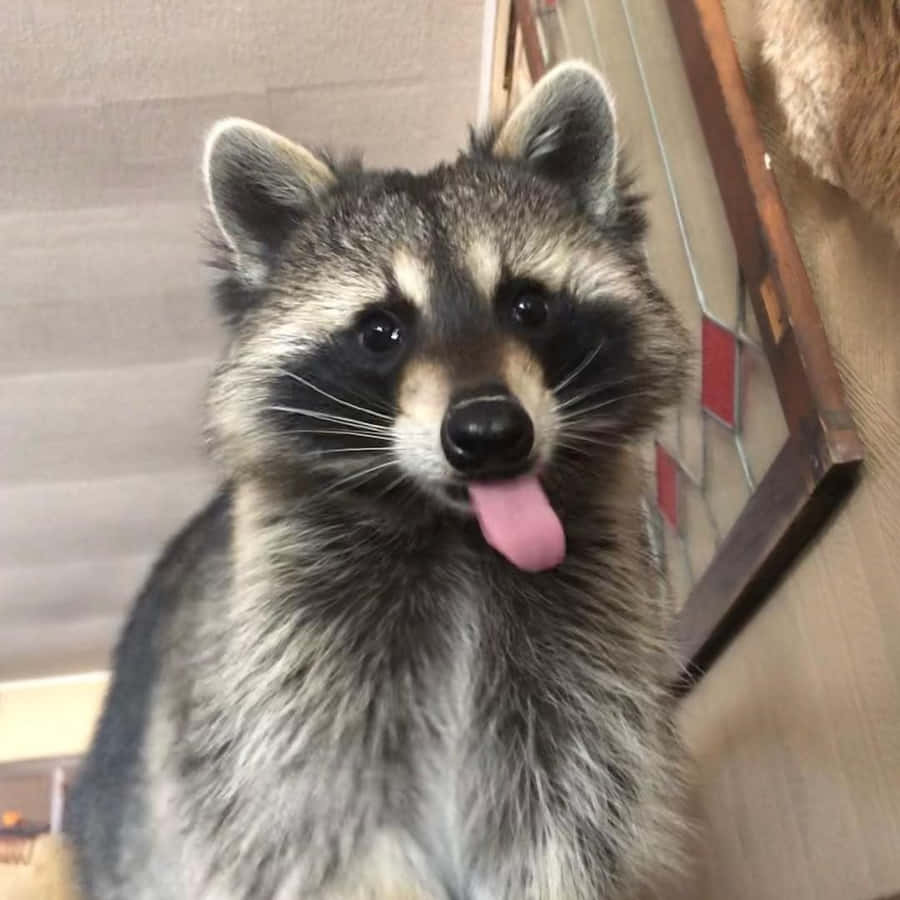 Cute Raccoon Pictures Wallpaper