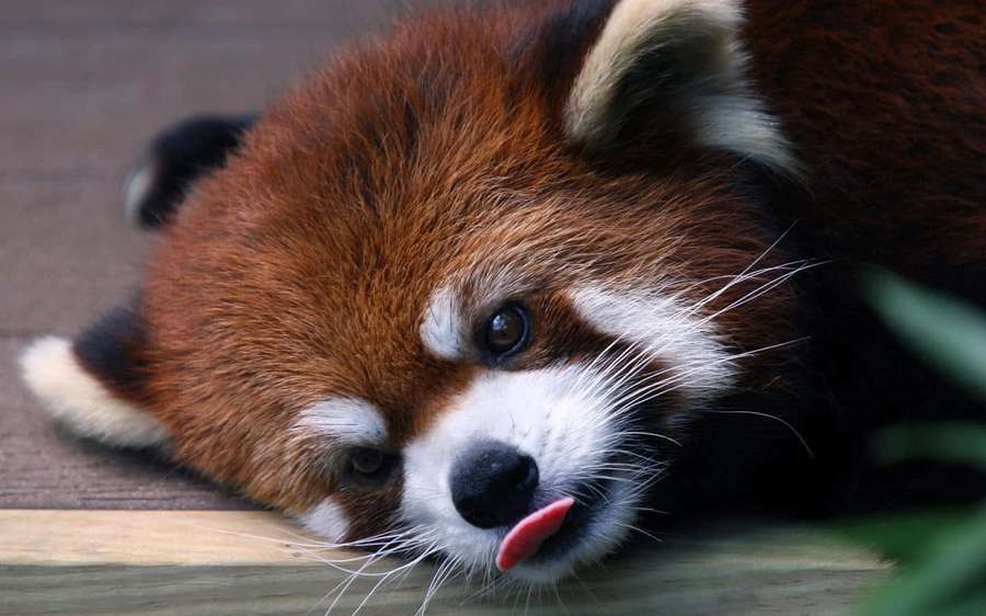 Red panda resting head on wood licking lips — Cute Red Panda Wallpaper